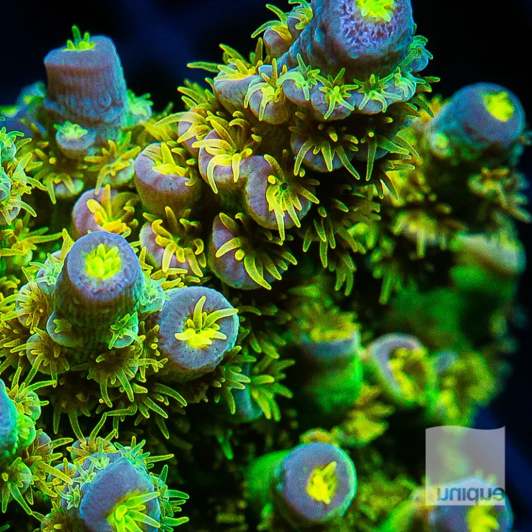 12 Beautiful SPS Corals for Valentine Day Gifts