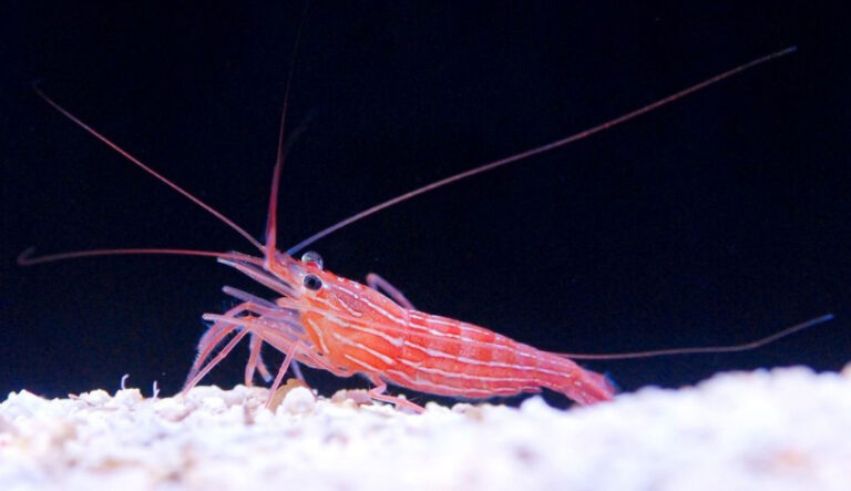 Breeding Peppermint Shrimp – The complete guide