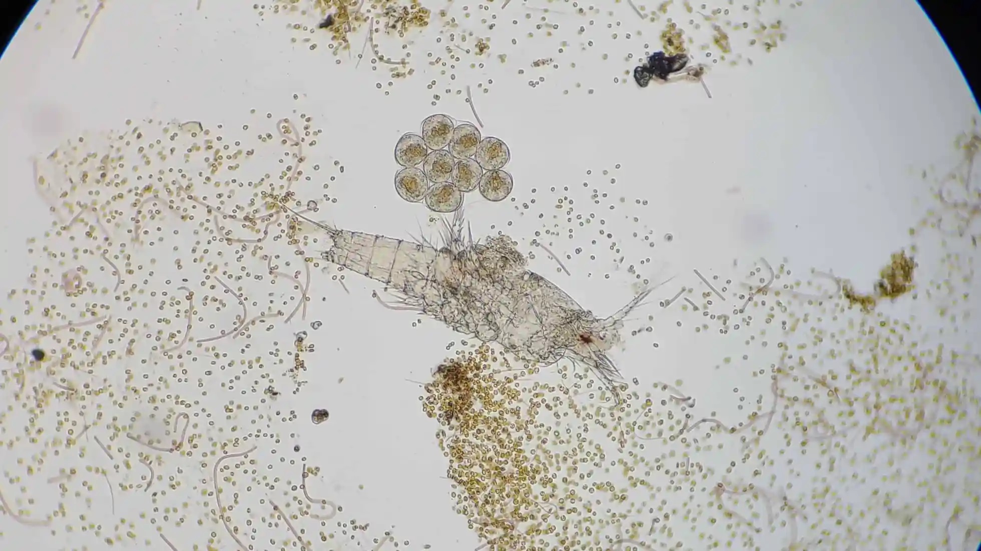 copepods under microscope